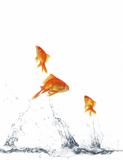 fish out of water